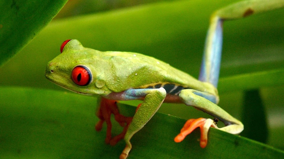 Tropická biodiverzita je úchvatná